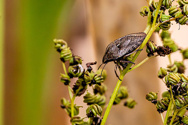 Eurygaster testudinaria