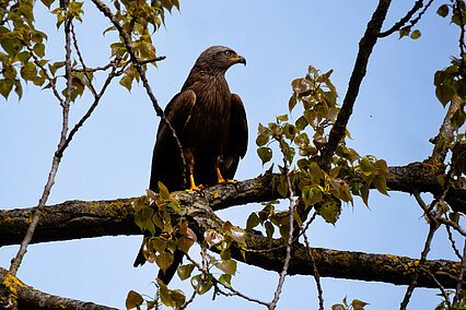 Black kite (Milvus migrans)