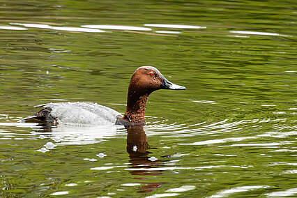 Common pochard (Aythya ferina)