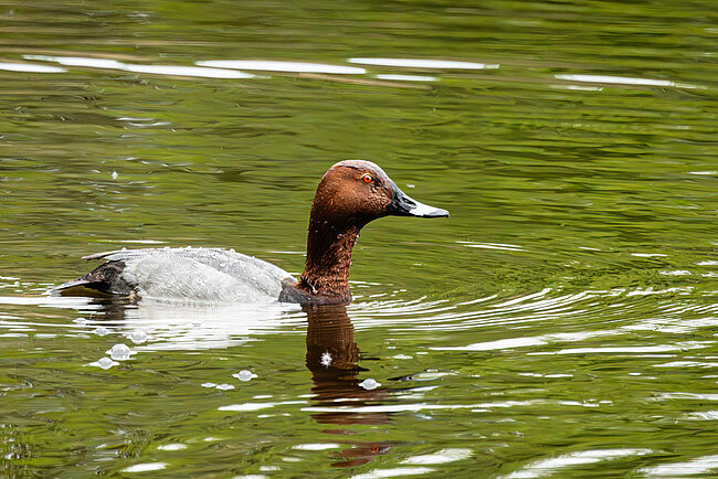 Tafelente (Aythya ferina)
