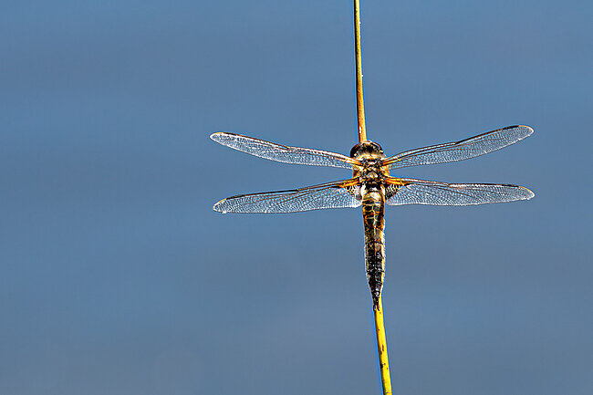 Vierfleck (W, Libellula quadrimaculata)