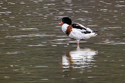 Common shelduck (Tadorna tadorna)