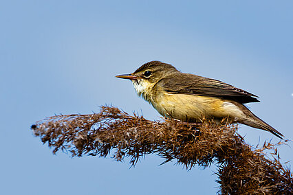 Great reed warbler (Acrocephalus arundinaceus)