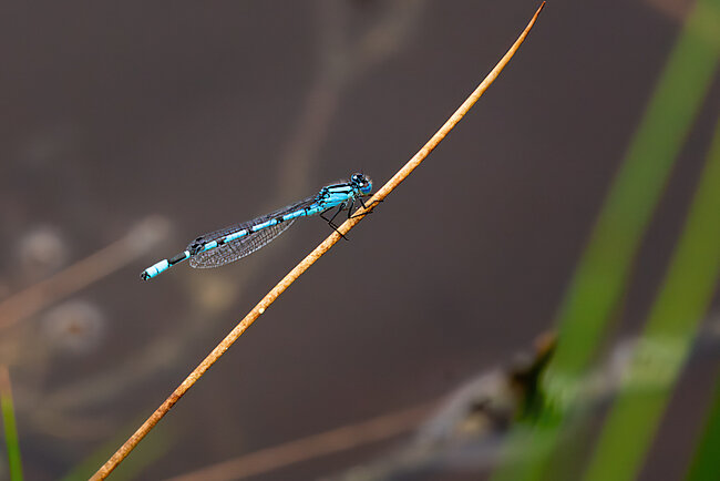 Männchen der Gemeinen Becherjungfer ( Enallagma cyathigerum)