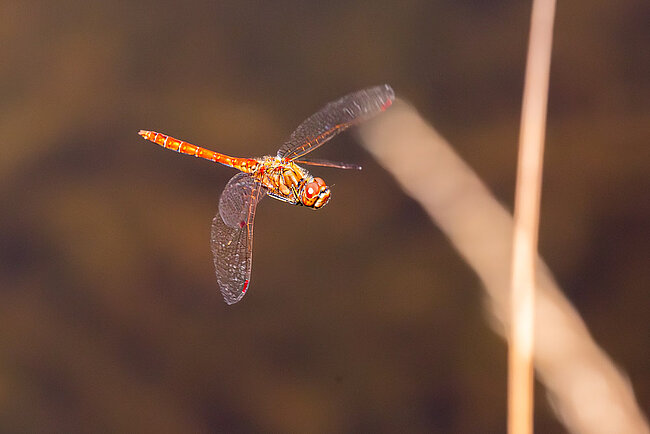 Gemeine Heidelibelle im Flug (Sympetrum vulgatum)