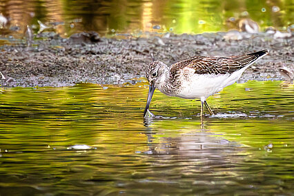 Common greenshank (Tringa nebularia)