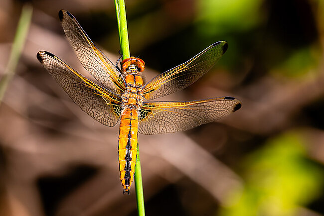 Spitzenfleck (W, Libellula fulva)