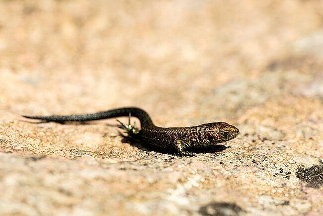 Waldeidechse (Zootoca vivipara)