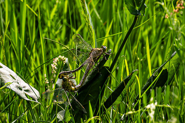 Paarungsrad der Westlichen Keiljungfer (Gomphus pulchellus) Paarungsrad der Westlichen Keiljungfer (Gomphus pulchellus)