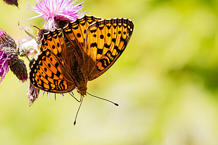 Großer Perlmuttfalter (Speyeria aglaja)