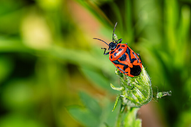 Punaise de la jusquiame (Corizus hyoscyami)