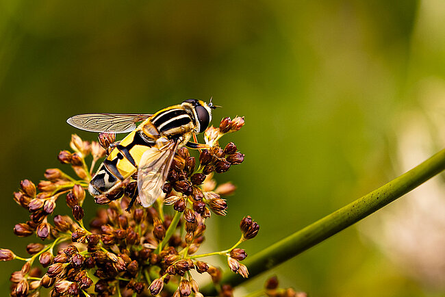 Große Sumpfschwebfliege (Helophilus trivittatus)