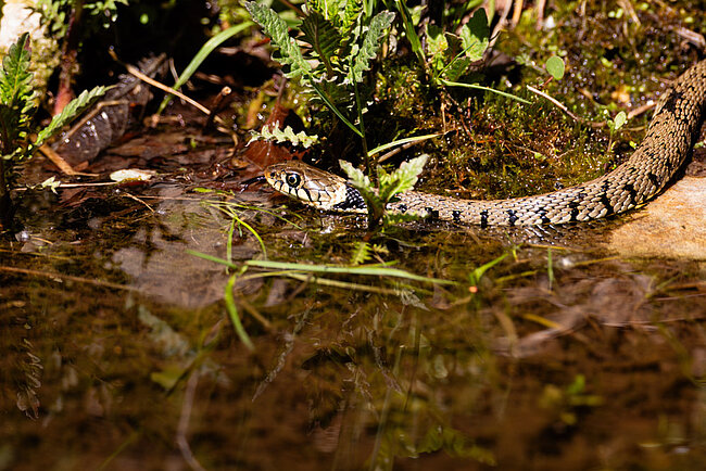 Barrenringelnatter (Natrix helvetica)