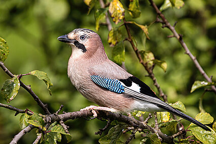 Eurasian jay (Garrulus glandarius)