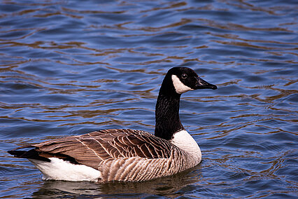 Canada goose (Branta canadensis)