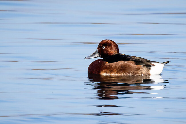 Moorente (Aythya nyroca)