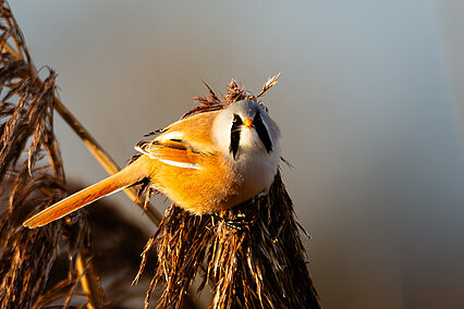 Bearded tit (Panurus biarmicus)