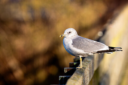 Common gull (Larus canus)