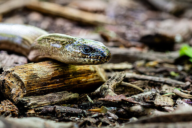 Blindschleiche (Anguis fragilis)