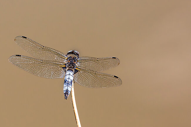 Spitzenfleck (Libellula fulva)