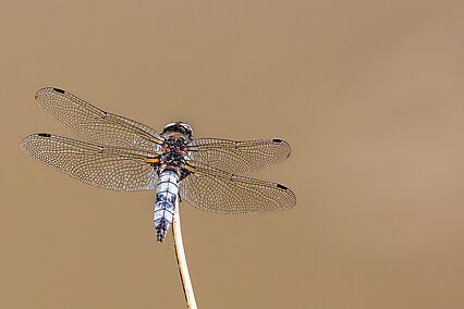 Libellule fauve (Libellula fulva)