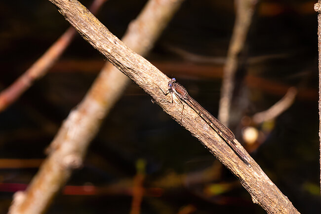 Gemeine Winterlibelle (Sympecma fusca)