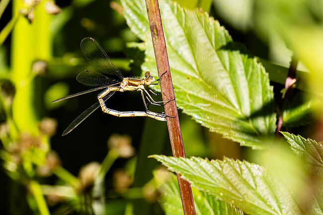 Kleine Binsenjungfer bei der Eiablage (W, Lestes virens)