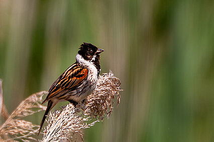 Common reed bunting (Emberiza schoeniclus)