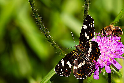 Landkärtchen (Araschnia levana)