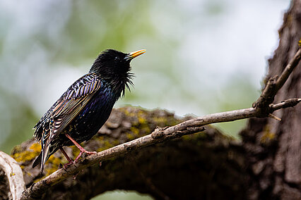 European starling (Sturnus vulgaris)