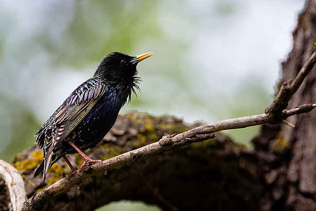 Star (Sturnus vulgaris)