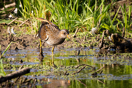 Spotted crake (Porzana porzana)