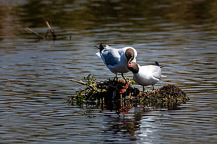 Black-headed gull(Chroicocephalus ridibundus)