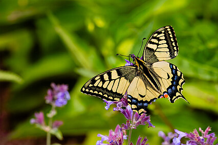 Schwalbenschwanz (Papilio machaon)