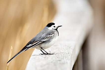 White wagtail  (Motacilla alba)