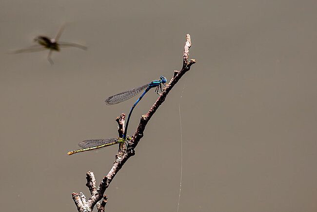 Tandem de la Naïade aux yeux bleus (Erythromma lindenii)