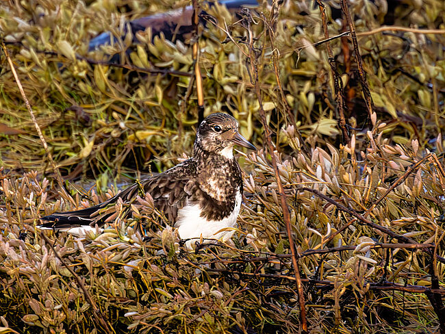 Steinwälzer (Arenaria interpres)