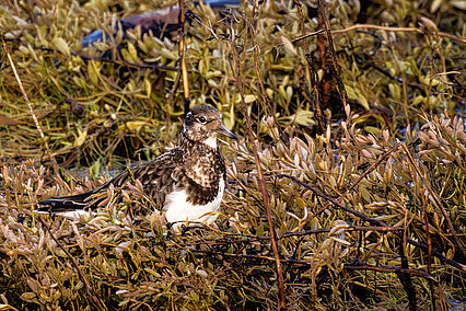 Ruddy turnstone (Arenaria interpres)