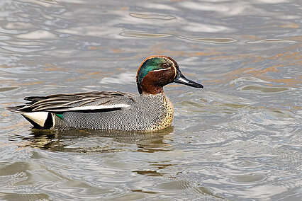 Common teal (Anas crecca)