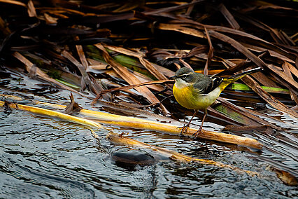 Grey wagtail (Motacilla cinerea)