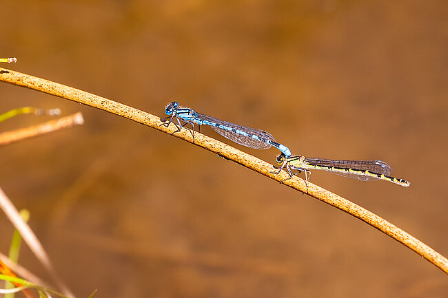 Tandem der Gemeinen Becherjungfer (Enallagma cyathigerum)