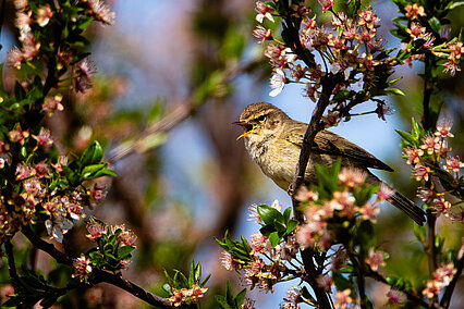 Common chiffchaff (Phylloscopus collybita)