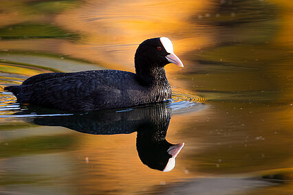 Common coot (Fulica atra)