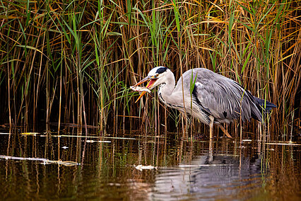 Grey heron (Ardea cinerea)