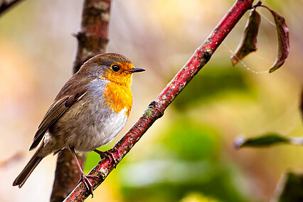 European robin (Erithacus rubecula)