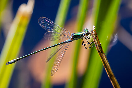 Leste verdoyant (Lestes virens)