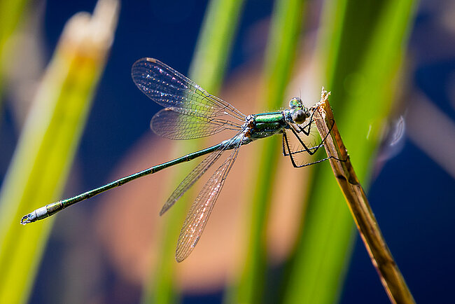 Kleine Binsenjungfer (Lestes virens)