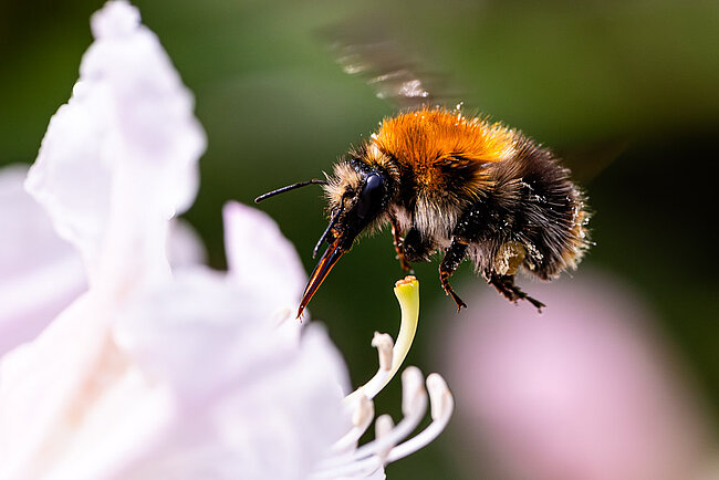 Bourdon des arbres (Bombus hypnorum)