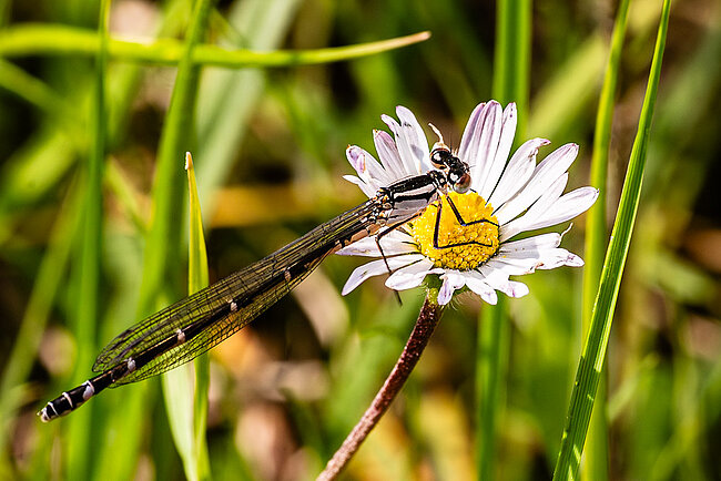 Weibchen der Gemeinen Becherjungfer (Enallagma cyathigerum)