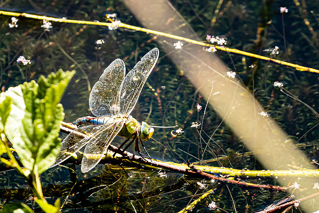 Große Königslibelle (W, Anax imperator) bei der Eiablage